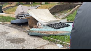 NEW RESCUE! This puppy needs your help and prayers! - Stray Rescue of St.Louis by Stray Rescue of St.Louis Official 9,104 views 3 weeks ago 7 minutes, 7 seconds