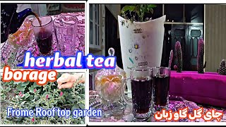 🌹harvesting  &making herbal  borage tea from the rooftop garden&gol gav zaban&چای گل گاو زبان