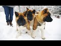 AKITA PUPPIES - Dangerous to kids?