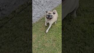 "Pega a Godaaa! 🐾😂 Corre que a gordinha ativou o modo foguete!🚀🐶