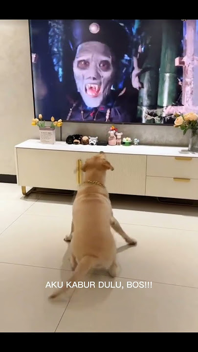 This Dog Ran Away When He Saw TV, His Expression Was Uncontrollable! 😂🐶