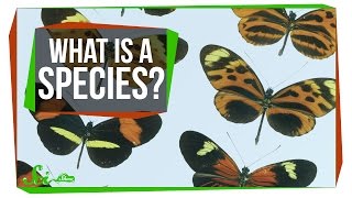 What Makes a Species a Species?