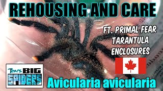 Avicularia Avicularia 