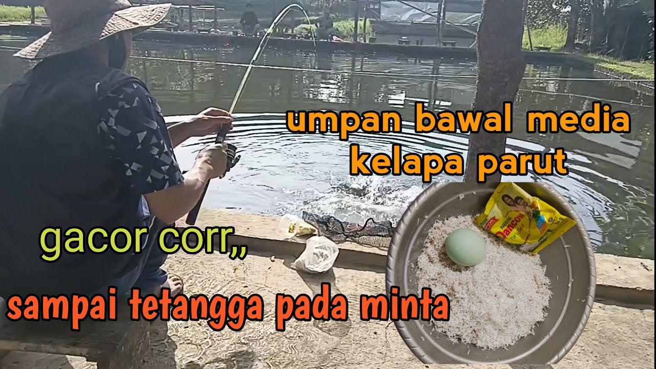 Racikan umpan bawal gacor parah, media kelapa parut, sampai tetangga pada minta