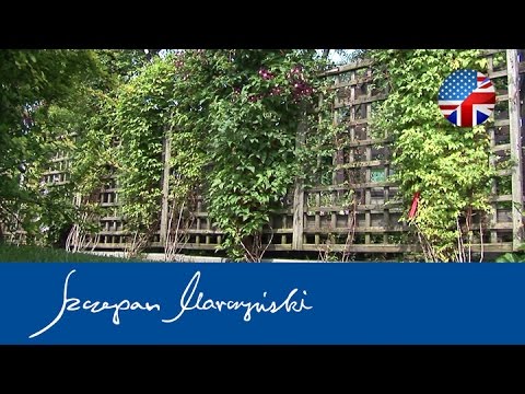 climbers---green-covers-for-walls-and-fences