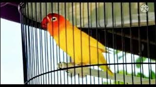 MASTERAN SUARA LOVEBIRD CANDI PUTRI PENOMENAL 2021
