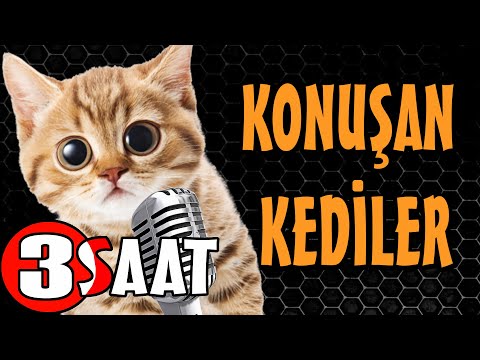 Konuşan Kediler 3 Saat - Sinema Tadında Komik Kediler