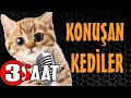 Konuşan Kediler 3 Saat - Sinema Tadında Komik Kediler - En Komik Kedi Videoları