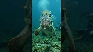 POV Scuba Diver Encounters Weird Deep-Sea Creature 🐙🤿 | Ultra Realistic AI Video