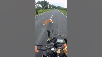 Biker vs Dog Dangerous bike accident #shorts #bikeaccdint #dog #shrots #gixxer155 #shortsfeed #n160