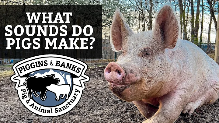 What Sounds Do Pigs Make?
