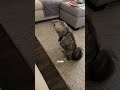 Katzen sind die echten Ninjas 😂 #shorts
