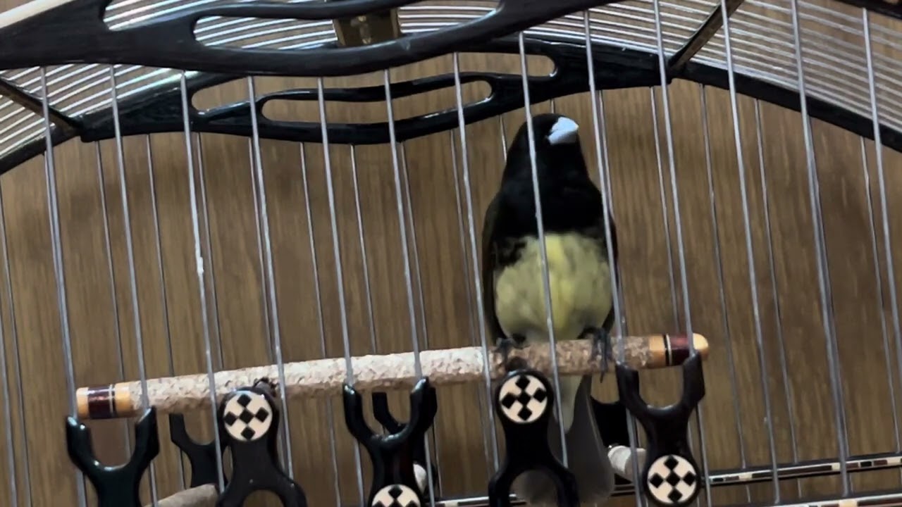 Papa Capim Tui Tui Zero Zero