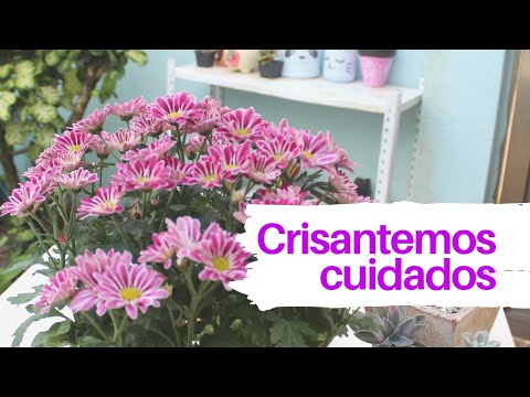 Vídeo: Com Regar El Crisantem