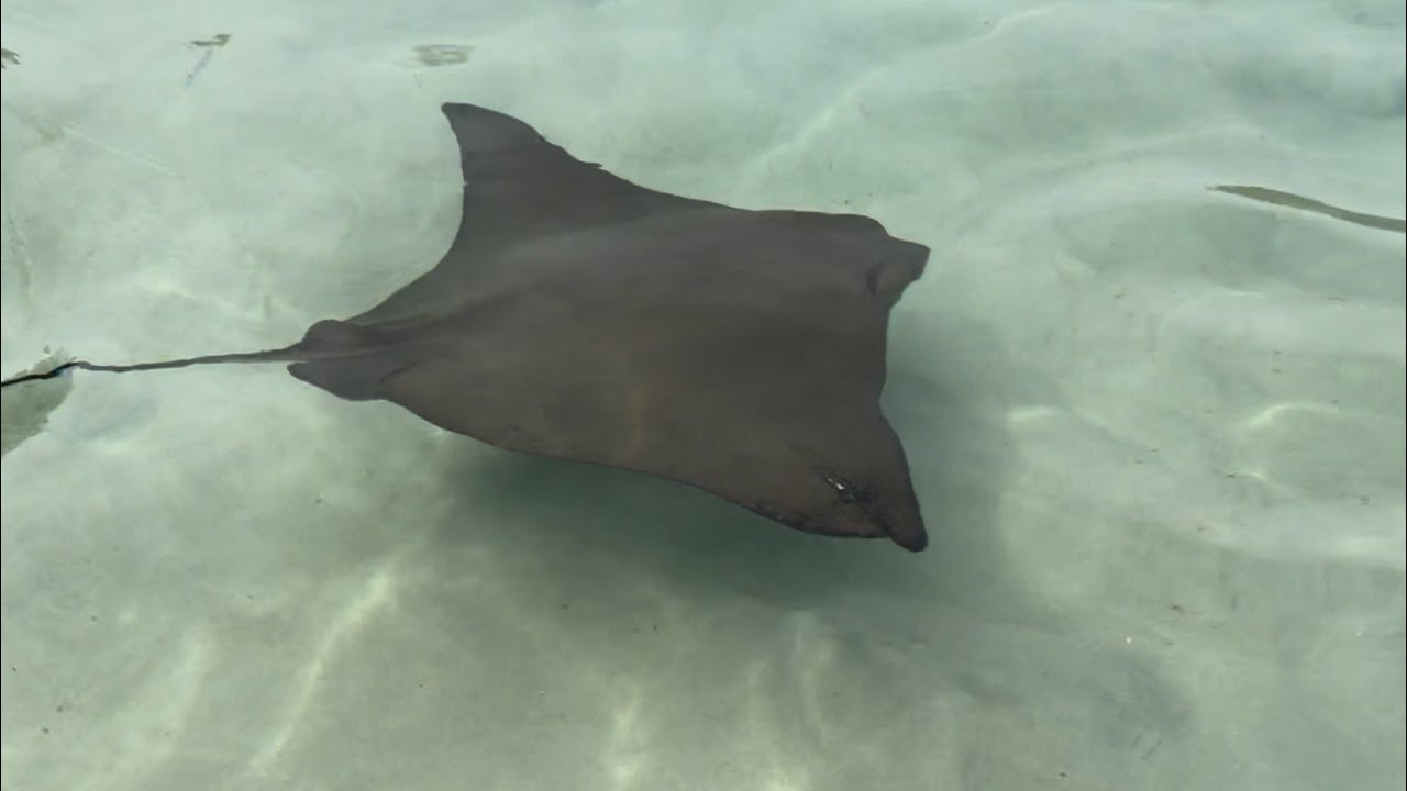 ENTRAMOS EM UM LAGO CHEIO DE ARRAIAS! - Familia Velhote