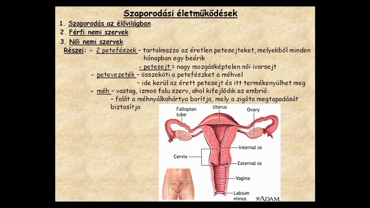 papilloma ano vph milyen gyakran kell féreghajtót szednie