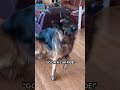 My german shepherd gets so excited to go to the salon! 🤣