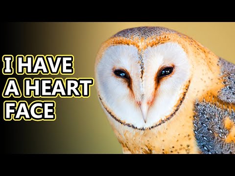 Video: Barn owl: description, habitat, photo