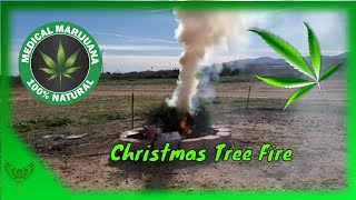 This is how we cleanup our trees after Christmas