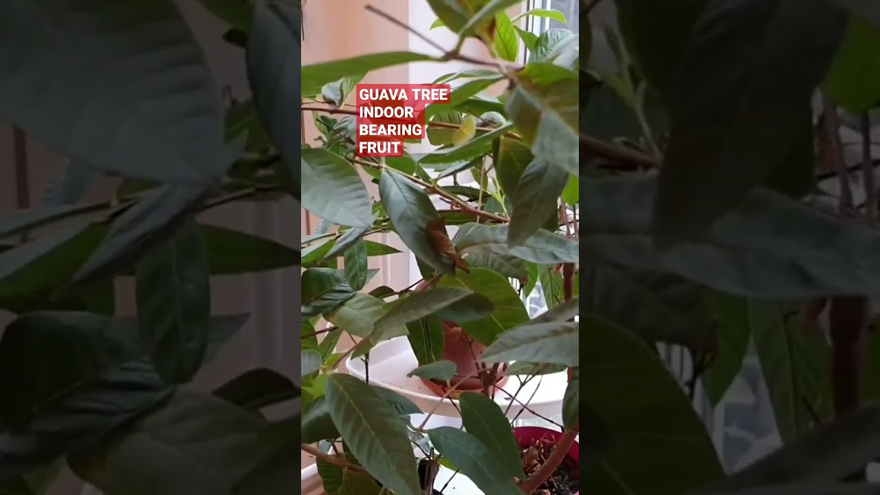 GUAVA TREE INDOOR BEARING FRUIT |  GUAVA TREE  IN POTS | GROW GUAVA TREE INDOOR