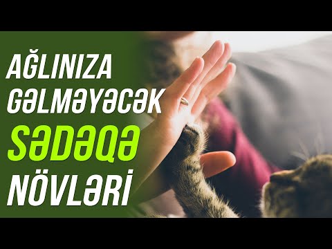 Ağlınıza  gəlməyəcək  sədəqə  növləri