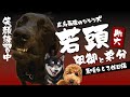 若頭助六　ワイマラナーＭＩＸと豆しばとプードル