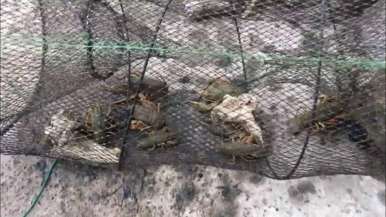 На что ловить раков осенью в октябре