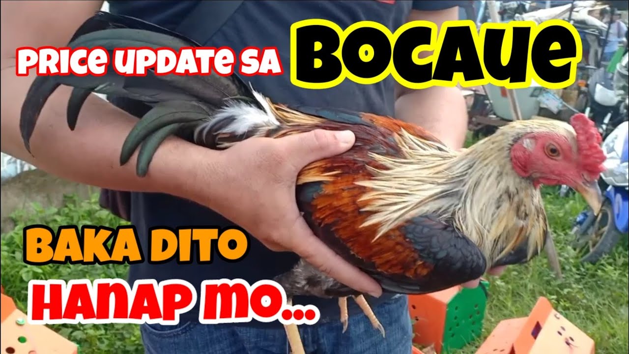 bocaue pet market,, price update  sa mga seller ng bocaue..