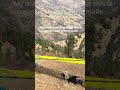 Happiness over money #lifeisbutadream #happinessovermoney #peaceful #farming in Himalaya