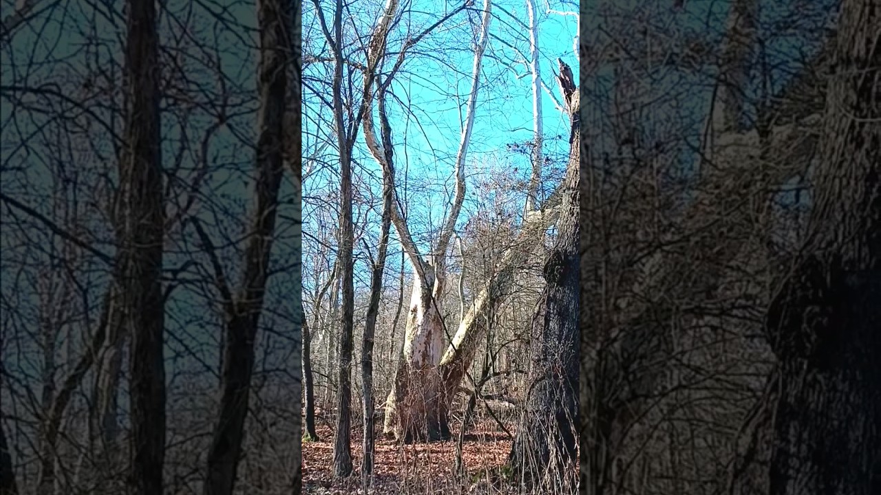 First time in Poland Municipal Forest  with my Son.... 