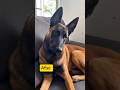 Before vs After Belgian Sephard Transformation #dog #puppy #shorts #viral