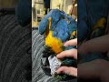 Мой мармеладный #macaw #animal #bird #parrot #funny