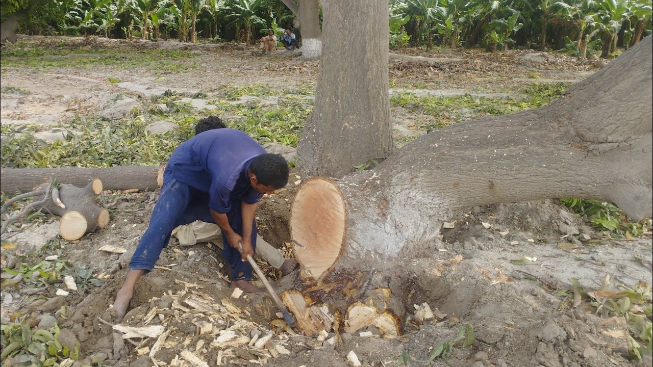 The process of felling, loading and uprooting the most trees. - YouTube