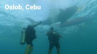 Diving With The Whale Sharks