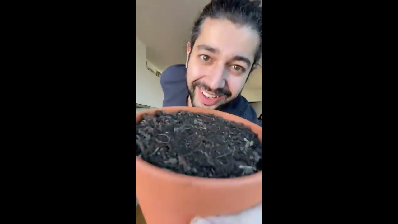 How To Grow A Mango Tree With Store Bought Creative Explained