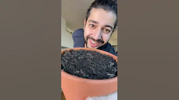 How To Grow A Mango Tree With A Store Bought Mango Creative Explained 