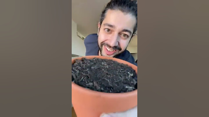 How to Grow a Mango Tree with a Store-Bought Mango 🥭 creative explained