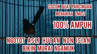 Pancingan Murai Malas Bunyi Menjadi Ngotot Dan Bongkar Isian !!! ( suara asli hutan no isian )