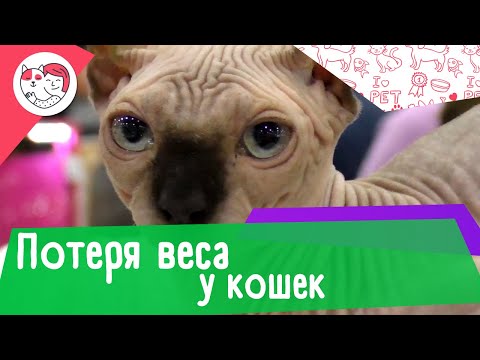 5 распространенных причин потери веса у кошек