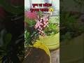 rangan plant report (Ixora coccinea) #beautiful #garden #plants #viral #nature