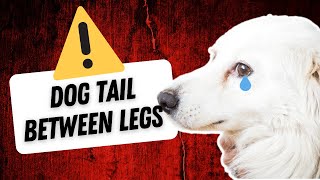 Dog Tail Between Legs meaning (4 Warning Signs)