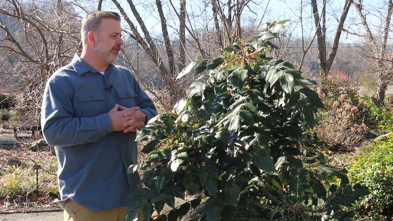 Leatherleaf mahonia (Berberis bealei) - Plant Identification