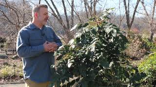 Leatherleaf mahonia (Berberis bealei) - Plant Identification