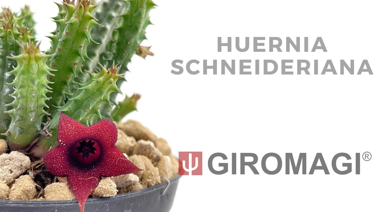 Huernia schneideriana - Giromagi Cactus and Succulents