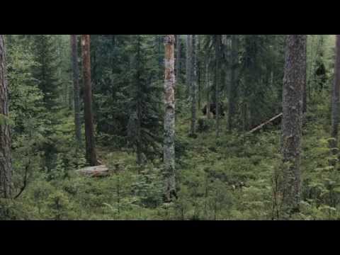 Россия. Природа и животный мир/Russia Nature and wildlife/ENG SUB