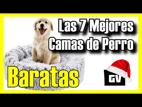 Video: Cómo Elegir Camas Para Perros Grandes Para Razas De Perros Gigantes