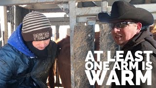 Preg Checking and Culling Cows