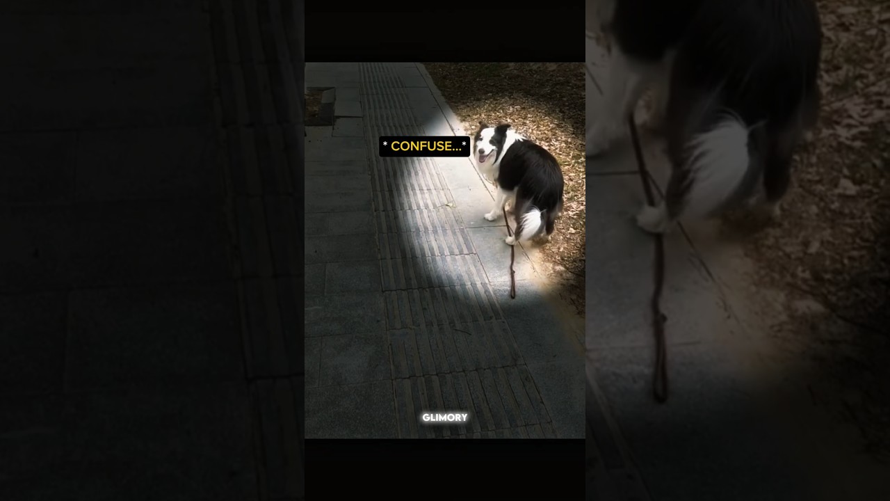 His Dog Was Smart❤️‍🩹