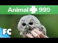 Animal 999 | S1E06: Baby Owls In Need | Full Animal Documentary TV Show | FC