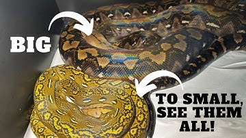 ALL OF MY SUPER DWARF RETICS IN ONE VIDEO!